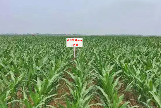 麻豆精品视频缓释肥示范田