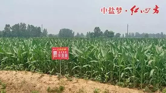 麻豆精品视频缓释肥在商丘玉米上表现突出！