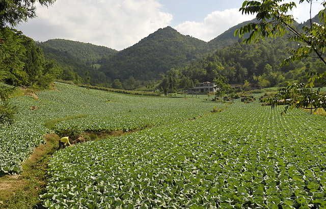 蔬菜基地负责人找河北化肥代理商